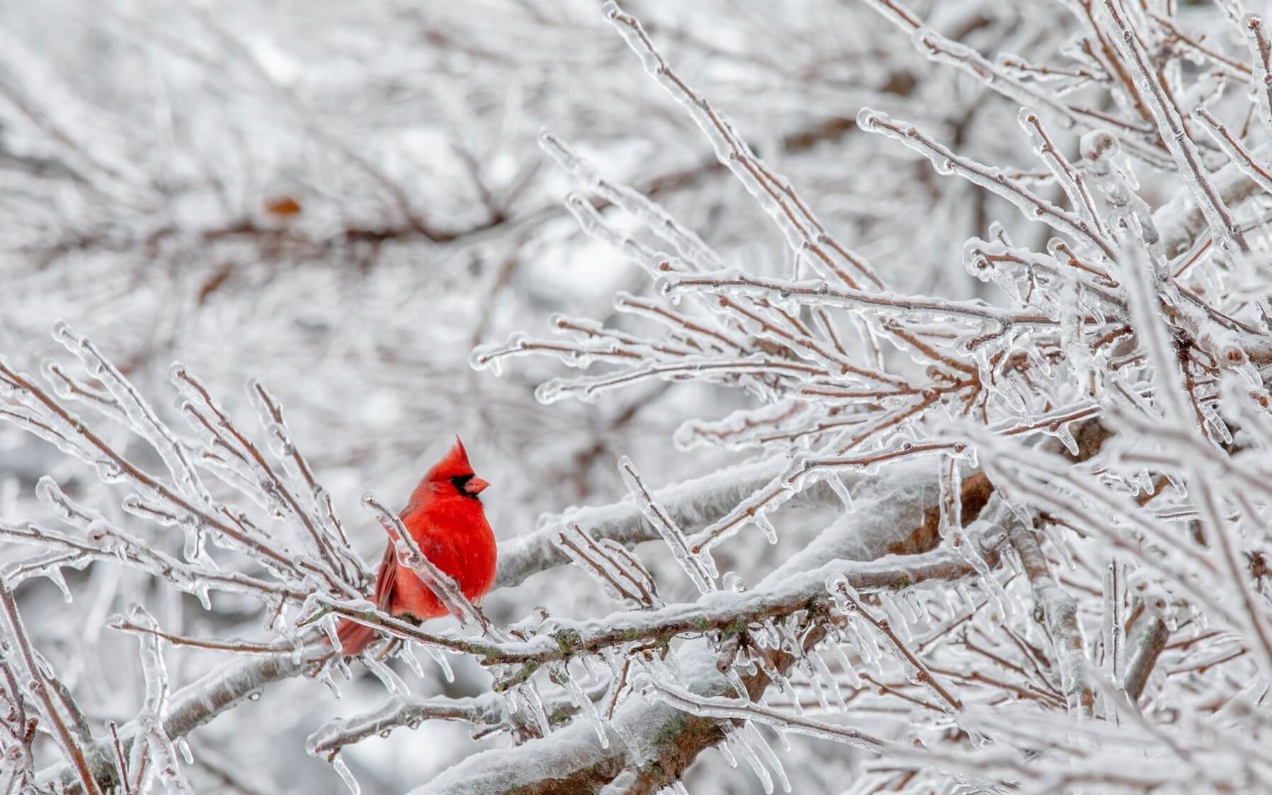 Bird perched on a frozen tree branch during winter.